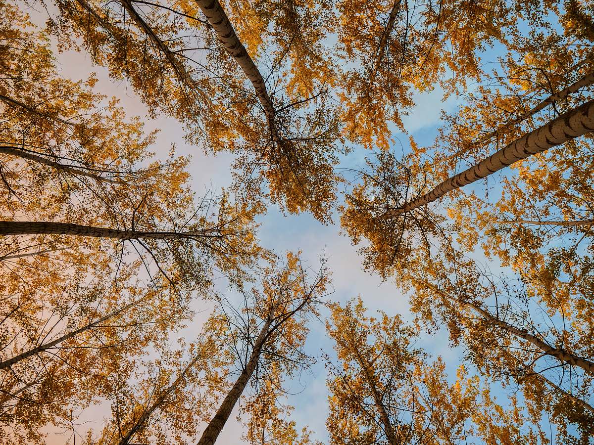 tree low angle photography of tree boardman